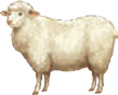 wool.png
